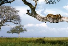 Queen Elizabeth National Park Queen Elizabeth Oeganda