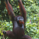 Sepilok rainforest