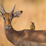 Safari Impala