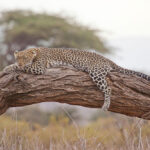 Safari Luipaard
