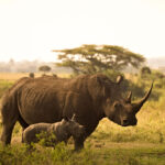 Safari neushoorn