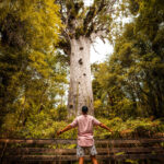Tāne Mahuta rewrites time