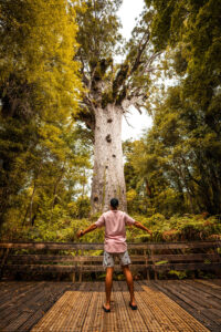 Tāne Mahuta rewrites time