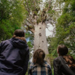 Tāne Mahuta tree