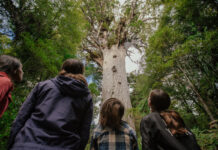 The tree that rewrites time Tāne Mahuta tree
