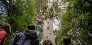 The tree that rewrites time Tāne Mahuta tree