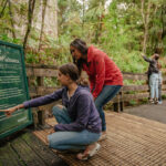 Tāne Mahuta tree NZ