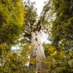 The Tree That Rewrites Time
