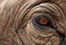 Safari for the soul: how Africa’s wild places quietly change you safari Afrika