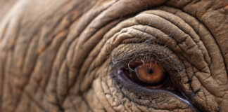 Safari for the soul: how Africa’s wild places quietly change you safari Afrika