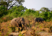Angola: de verborgen safariparel van Afrika die reizigers nú ontdekken Angola de verborgen safariparel