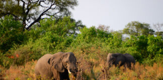 Angola: de verborgen safariparel van Afrika die reizigers nú ontdekken Angola de verborgen safariparel