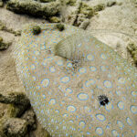 Bonaire divers paradise