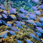 Bonaire divers paradise blauwe vissen