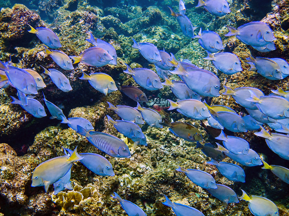 Bonaire divers paradise blauwe vissen