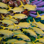 Bonaire divers paradise vissen
