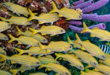 Bonaire: Divers paradise!