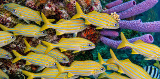 Bonaire: Divers paradise!