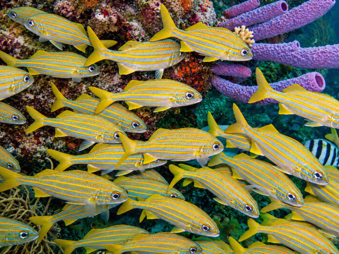 Bonaire divers paradise vissen