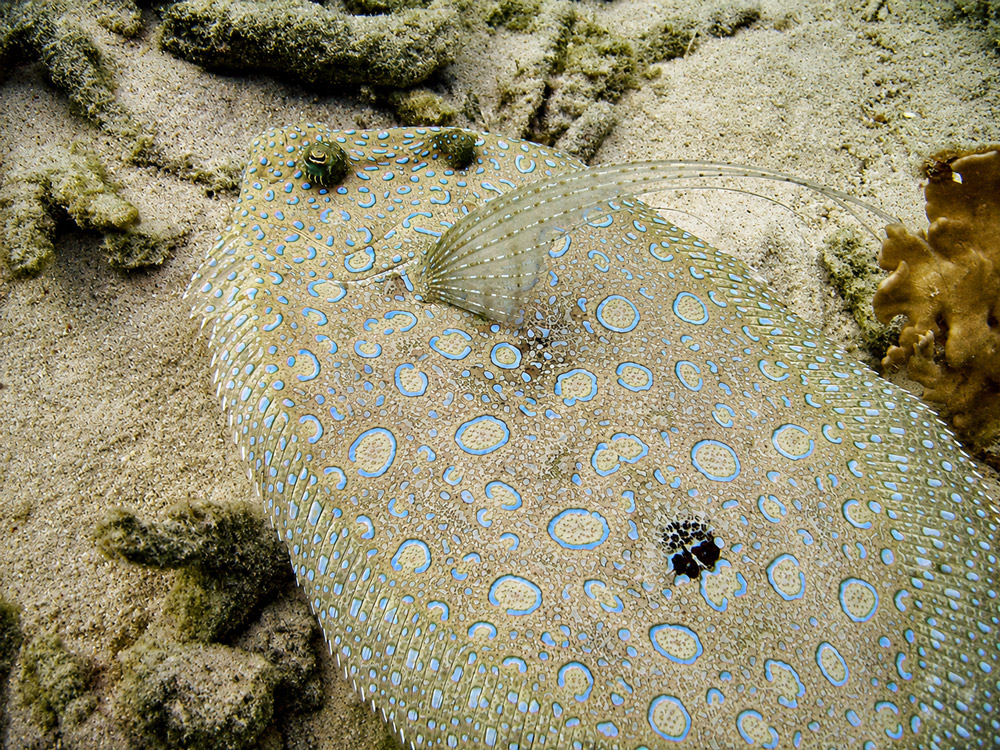 Bonaire divers paradise