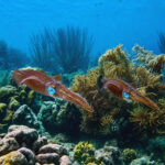 Bonaire duiken inktvis