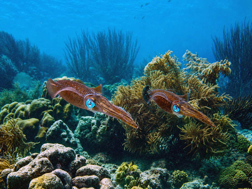 Bonaire duiken inktvis