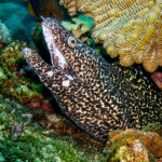 Bonaire duiken murene