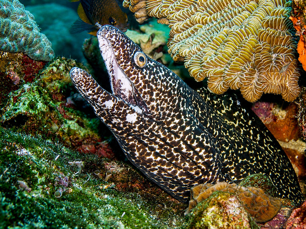 Bonaire duiken murene