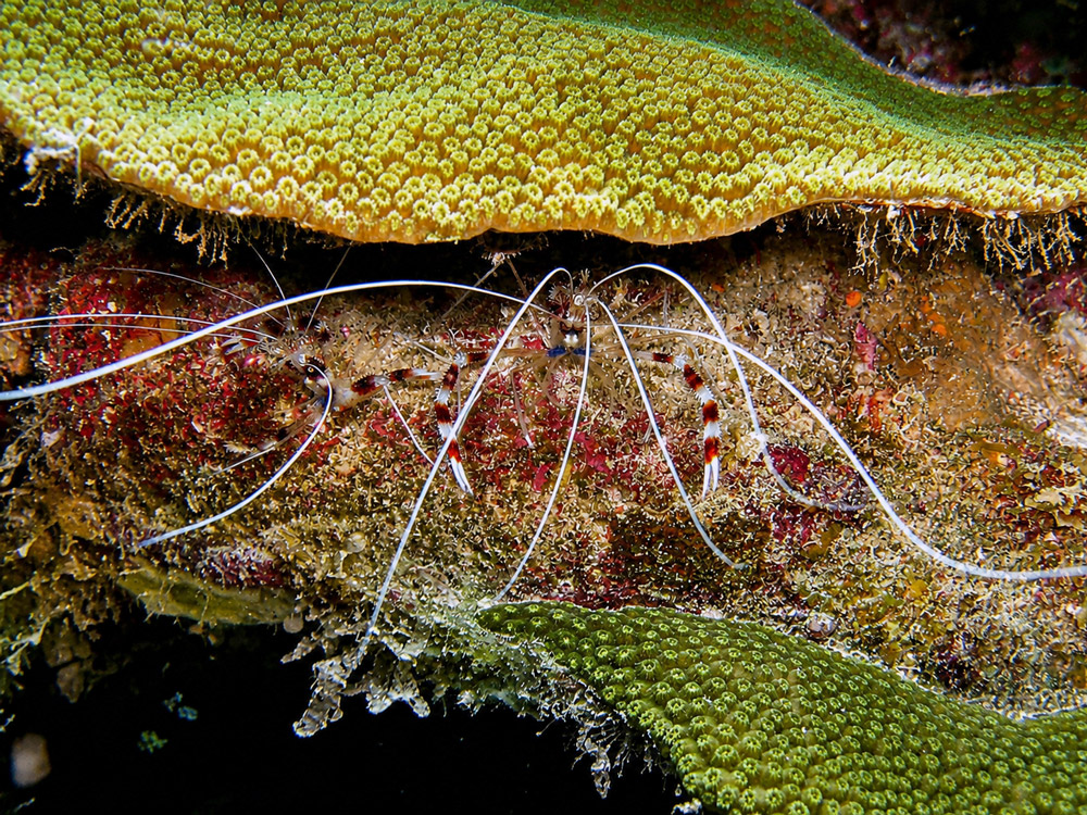 Bonaire garnalen