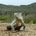 Bonaire hagedis