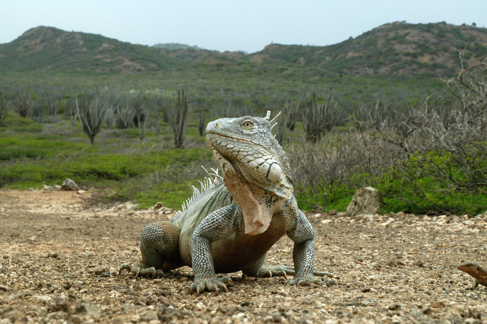 Bonaire hagedis