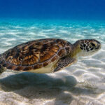 Bonaire schildpad