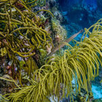 Bonaire spookfluitvis