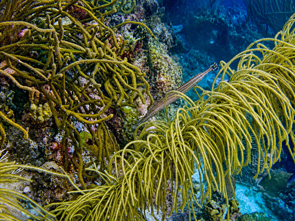 Bonaire spookfluitvis