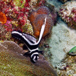 Bonaire vis
