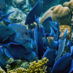 Bonaire vis blauw