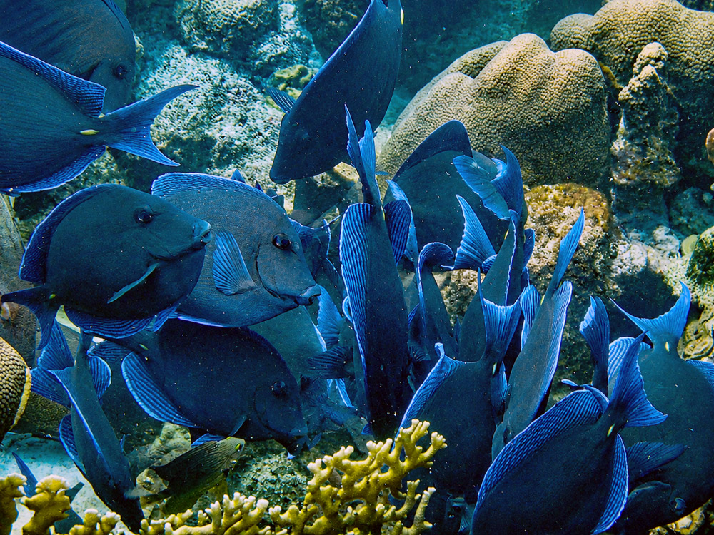 Bonaire vis blauw