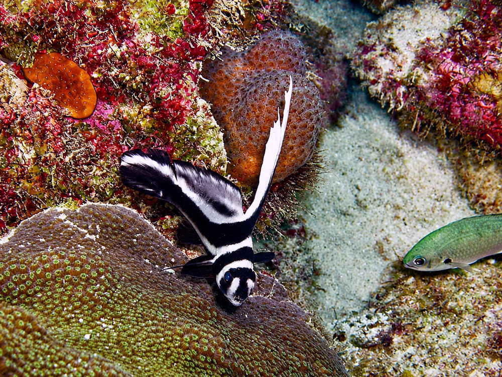 Bonaire vis