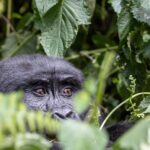 Bwindi Impenetrable Forest National Park
