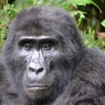 Bwindi Impenetrable Forest Oeganda