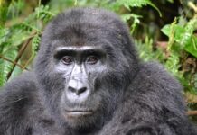 Bwindi Impenetrable Forest National Park Bwindi Impenetrable Forest Oeganda