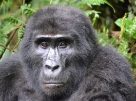 Bwindi Impenetrable Forest National Park Bwindi Impenetrable Forest Oeganda