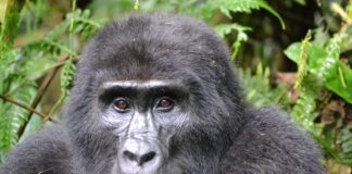 Bwindi Impenetrable Forest National Park Bwindi Impenetrable Forest Oeganda