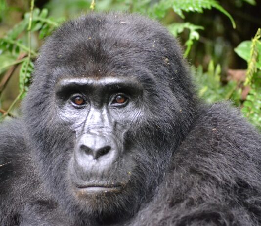Bwindi Impenetrable Forest National Park Bwindi Impenetrable Forest Oeganda