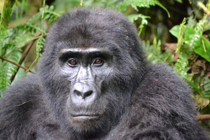 Bwindi Impenetrable Forest Oeganda