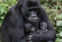 Zeldzame gorillatweeling geboren in Virunga Nationaal Park ondanks conflict in Oost-Congo Gorillatweeling Congo
