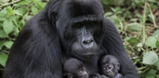 Zeldzame gorillatweeling geboren in Virunga Nationaal Park ondanks conflict in Oost-Congo Gorillatweeling Congo