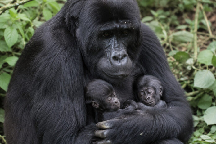 Gorillatweeling Congo Gorillatweeling Congo