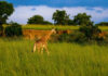 Kidepo Valley National Park Kidepo Valley National Park