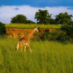 Kidepo Valley National Park